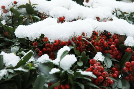 Sasanqua and snowの写真素材