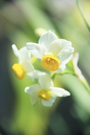 Narcissusの写真素材