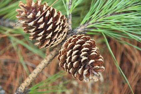 Pinecone