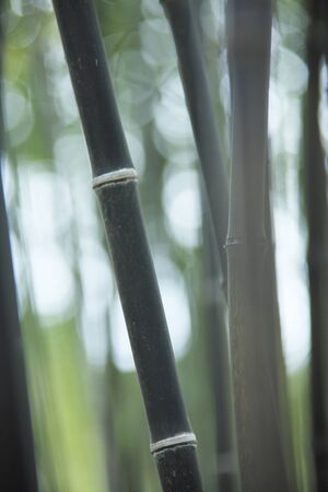 Black bambooの写真素材