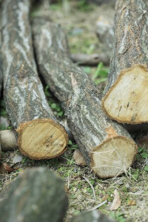 Timber of mushroom cultivation