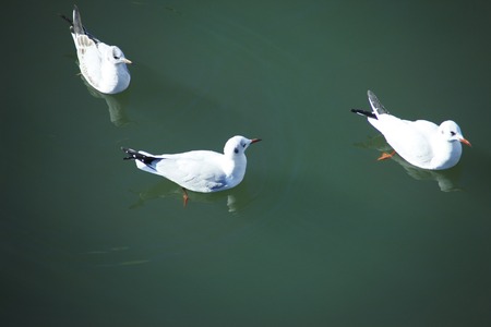 Sea Gull
