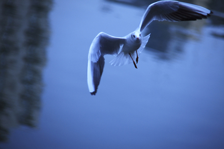 Sea Gullの写真素材