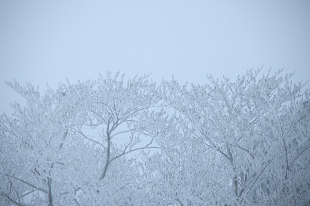 Snow sceneの写真素材