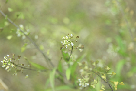 Shepherd's purseの写真素材