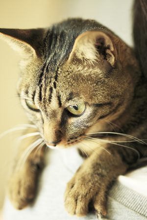 Japan pussyの写真素材