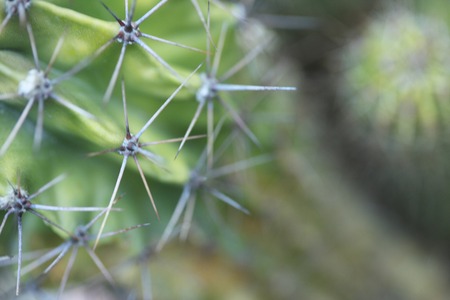 Cactusの写真素材