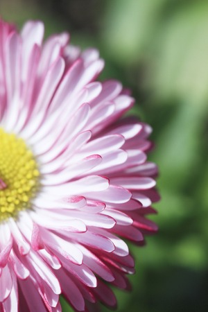 Daisyの写真素材