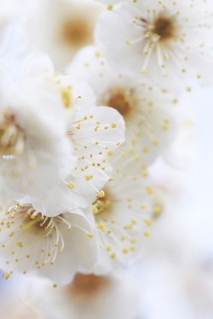 White plumの写真素材