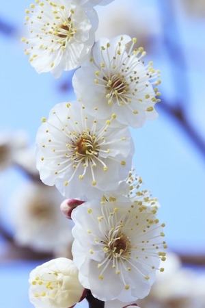 Blue sky and plumの写真素材
