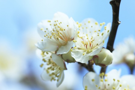 Blue sky and plumの写真素材