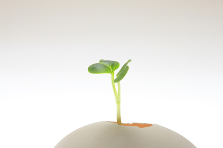 Eggs and Futabaの写真素材