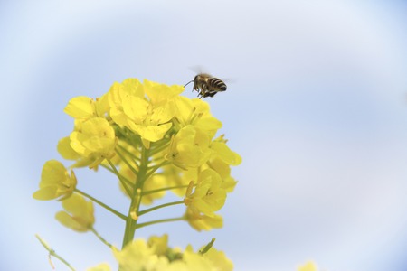 Rape blossomsの写真素材