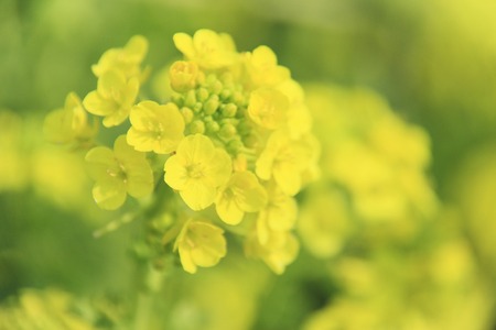 Rape blossomsの写真素材