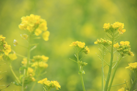 Rape blossomsの写真素材