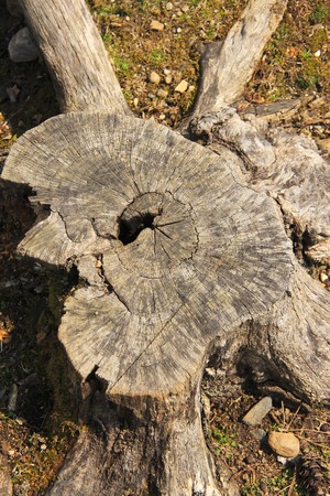 Stump