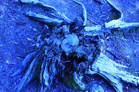 Stumpの写真素材