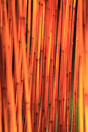 Arrayの写真素材