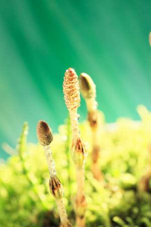 Arrayの写真素材