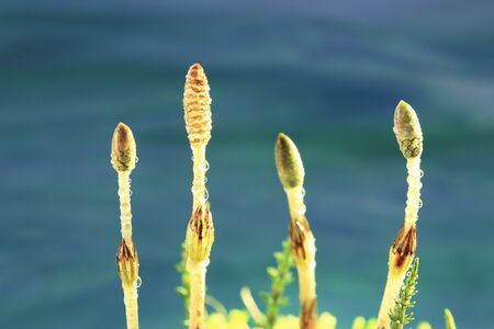 Arrayの写真素材