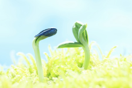 Germinationの写真素材