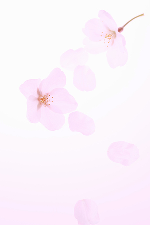 Arrayの写真素材