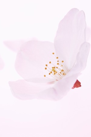 Cherry blossom petalsの写真素材