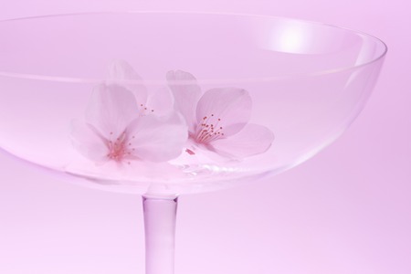 Cherry blossom petals and glass of wineの写真素材
