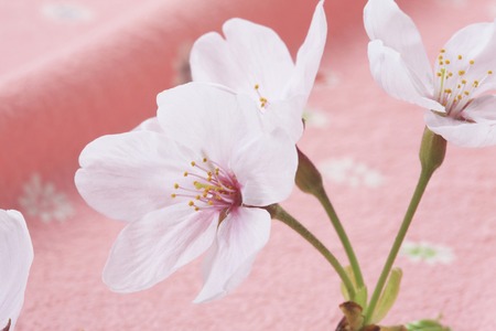 Wrapping with cherry blossomsの写真素材