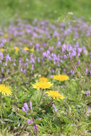 Dandelionの写真素材