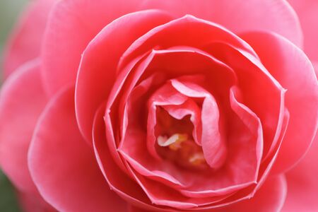 Camelliaの写真素材