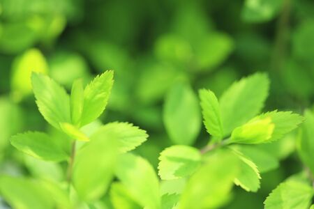 Fresh green