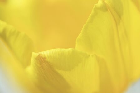 Tulipの写真素材