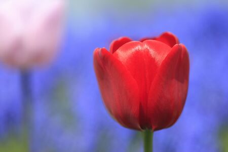 Tulipの写真素材