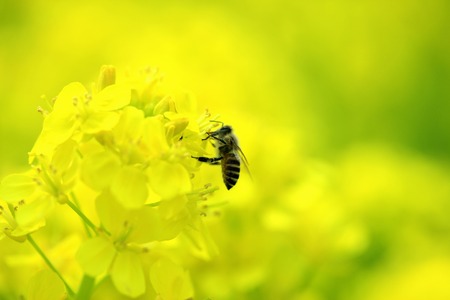 Rape blossoms and beesの写真素材