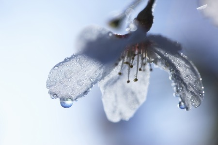 Cherryの写真素材