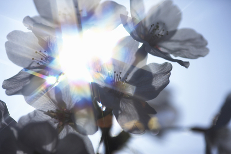 Cherryの写真素材