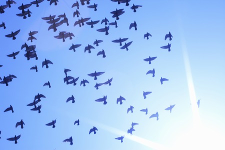 Doveの写真素材