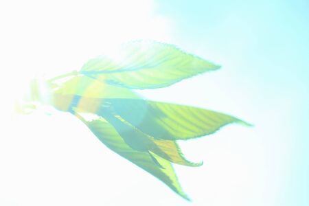 Wakaba