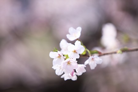 Cherry tree roadside treesの写真素材