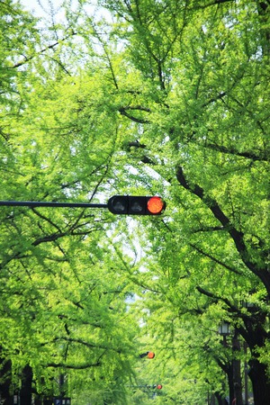 Fresh green of Mido and signalの写真素材
