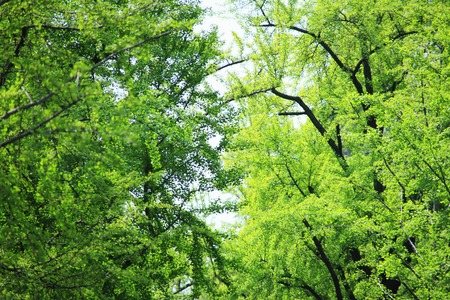 Fresh green Mido
