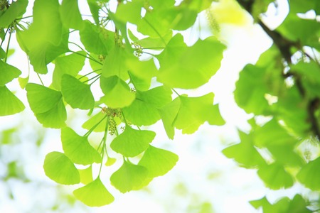 Mido Gingko