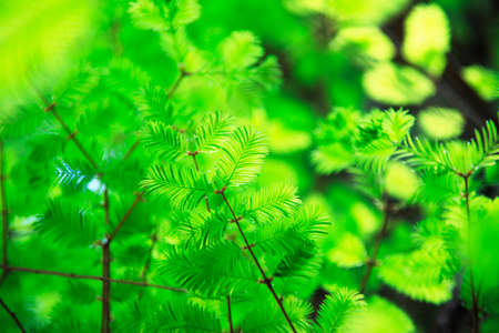 Cedar sproutsの写真素材