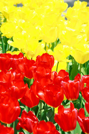 Tulip, red, yellowの写真素材