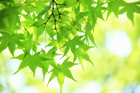 Fresh green Maple