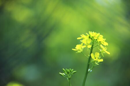 Rape blossomsの写真素材