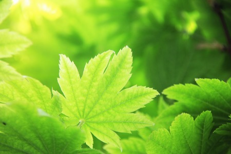 Fresh greenの写真素材