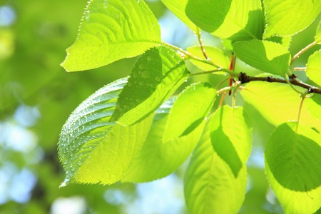 Fresh greenの写真素材