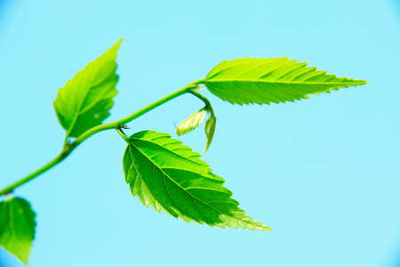 Fresh greenの写真素材